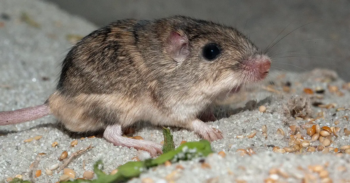 Moms' learned fear of snakes gets inherited by offspring in a critically endangered mouse, biologists discover