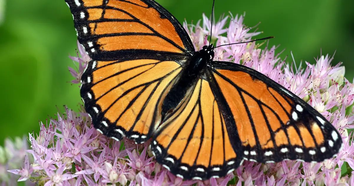 Wildlife tracking to fill gaps in monarch migration research