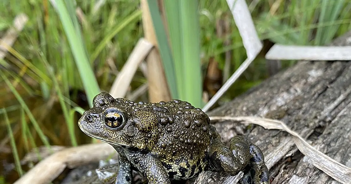More Canadian than the beaver? Scientists discover a western toad found only in Canada