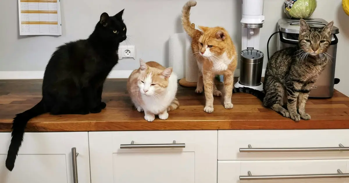 More cats: The key to happy countries?