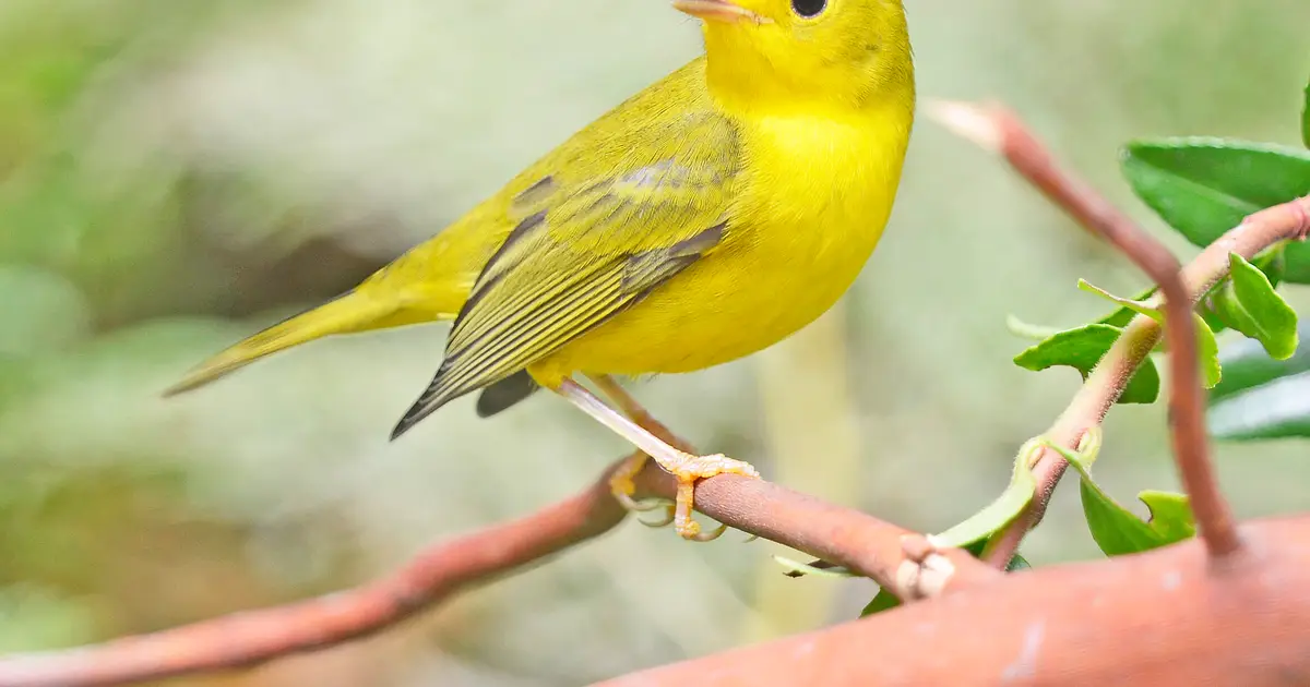 More than a decade of observation in Seattle suburbs shows where sensitive bird species won't go