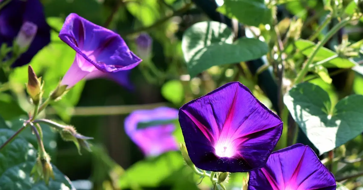 Morning glories reveal 96% drop in adaptation as pollinator pressure reshapes evolution