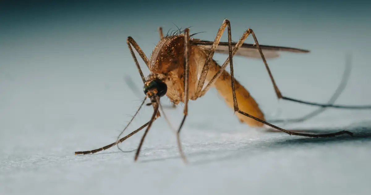 Mosquito-borne viruses avoid killing hosts by limiting protein output, study reveals