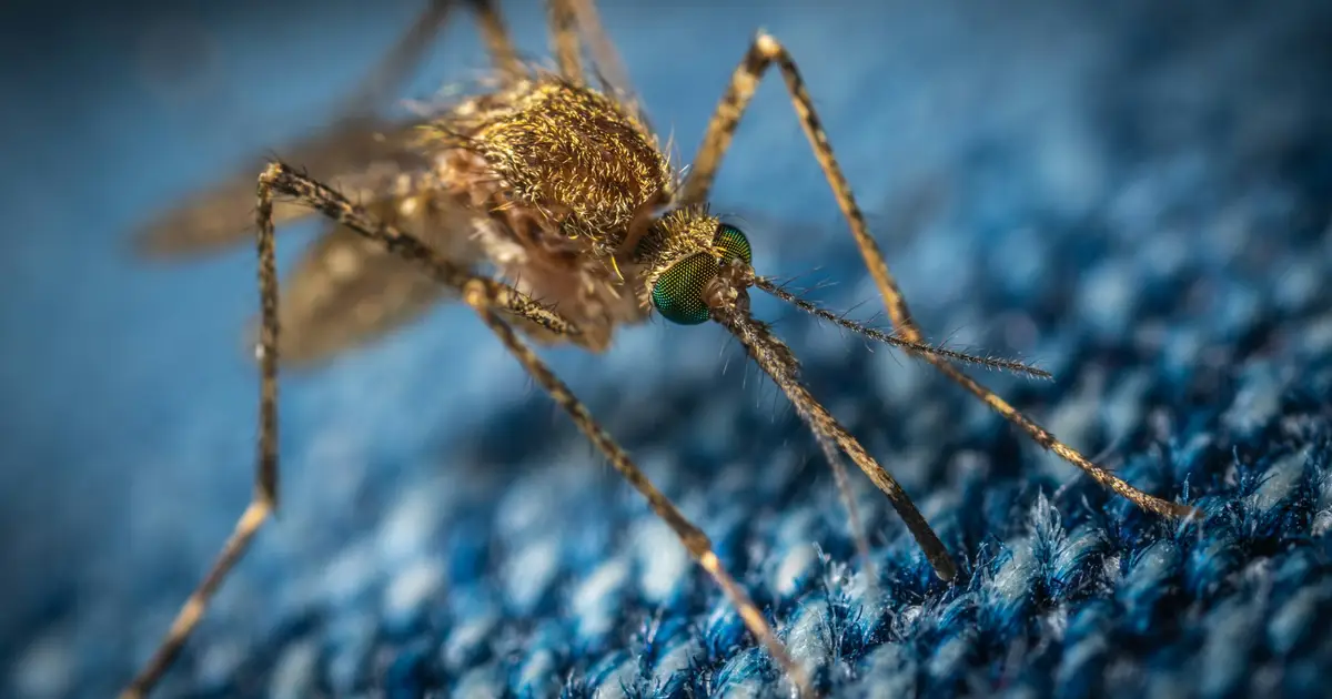 AI-powered device can fight against malaria by detecting and repelling mosquitoes