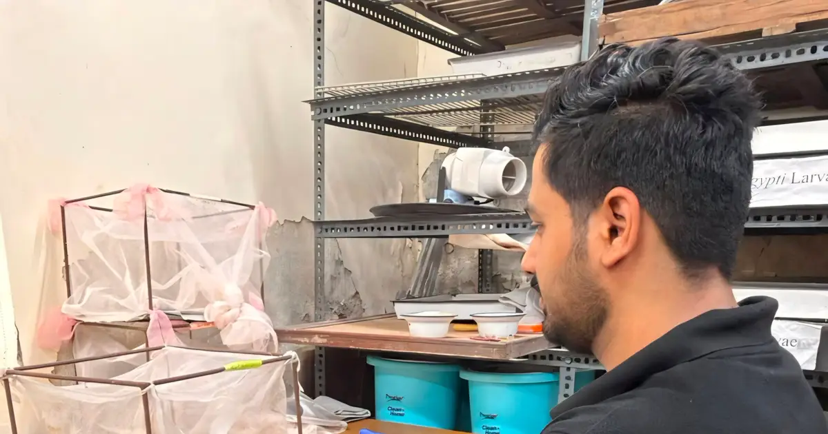 Mosquitoes are rapidly activating enzymes against common insecticide, researchers warn