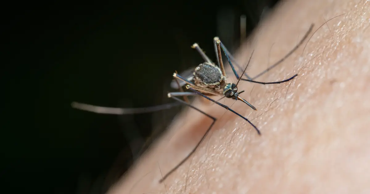 How the malaria parasite boosts its transmission potential under stress conditions