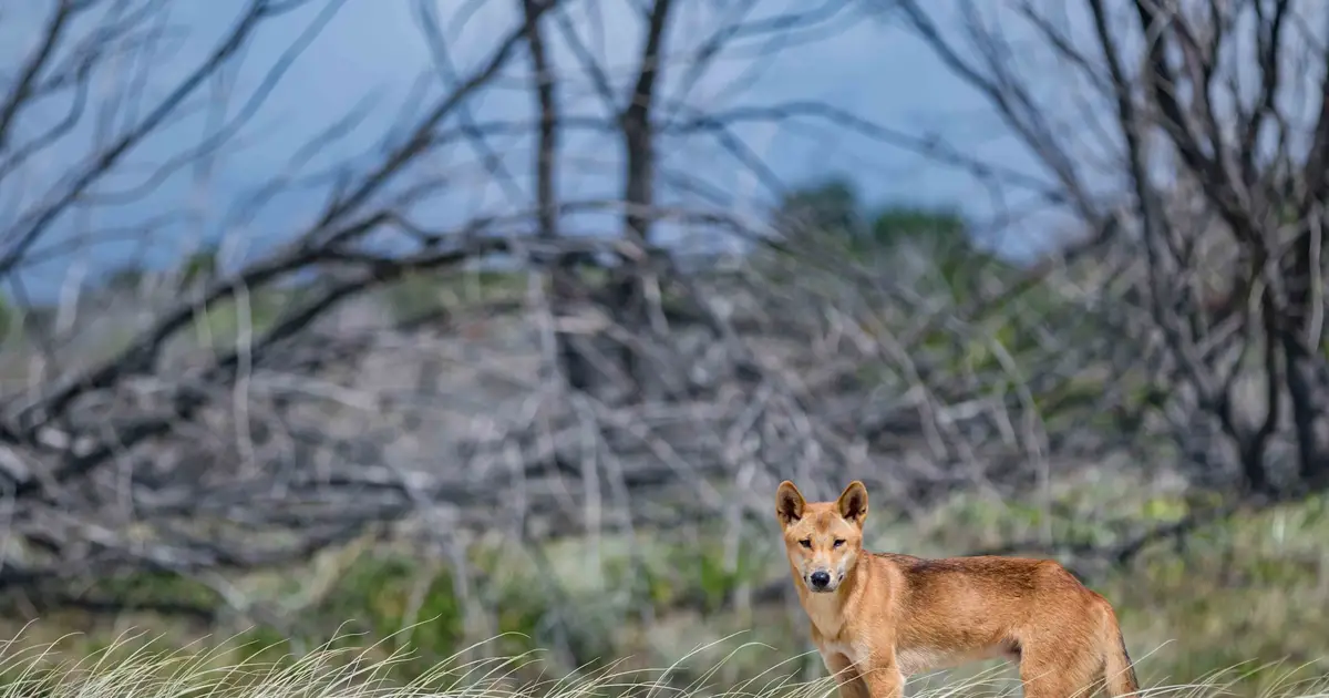 Most Australian 'wild dogs' are predominantly dingoes