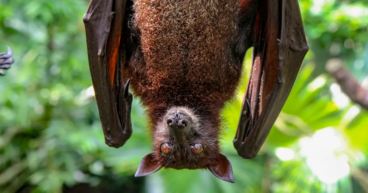 Mother bats' hearts beat faster at the sound of their own babies' cries