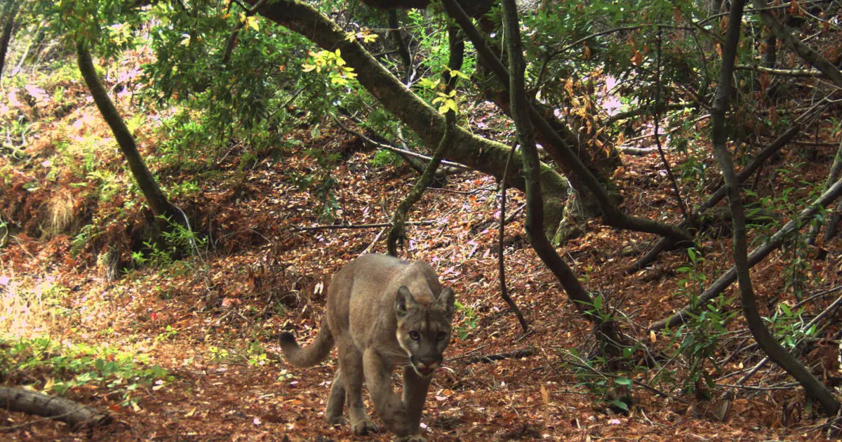 Mountain lions have major ecological impact even in small preserves