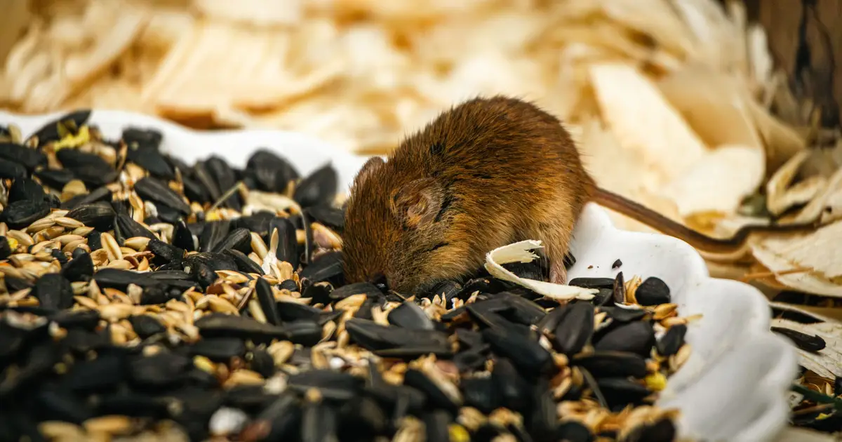 Australian farmers are desperate to escape the latest mouse plague—and may soon get relief