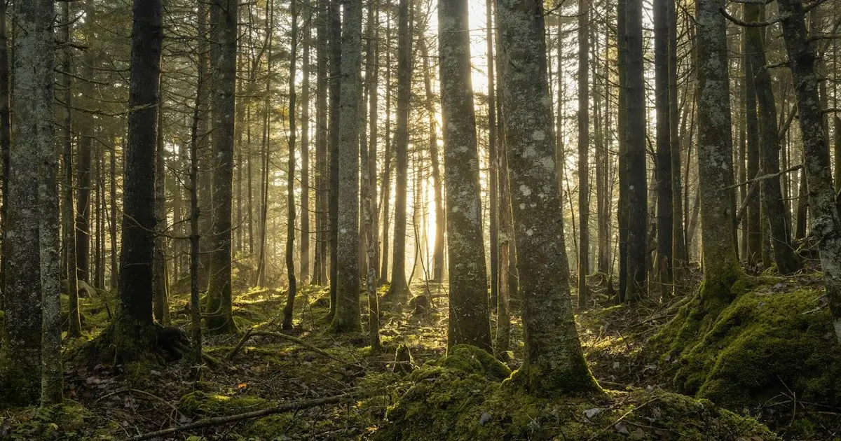 Moving forests to save them: Here are the risks and rewards of assisted tree migration