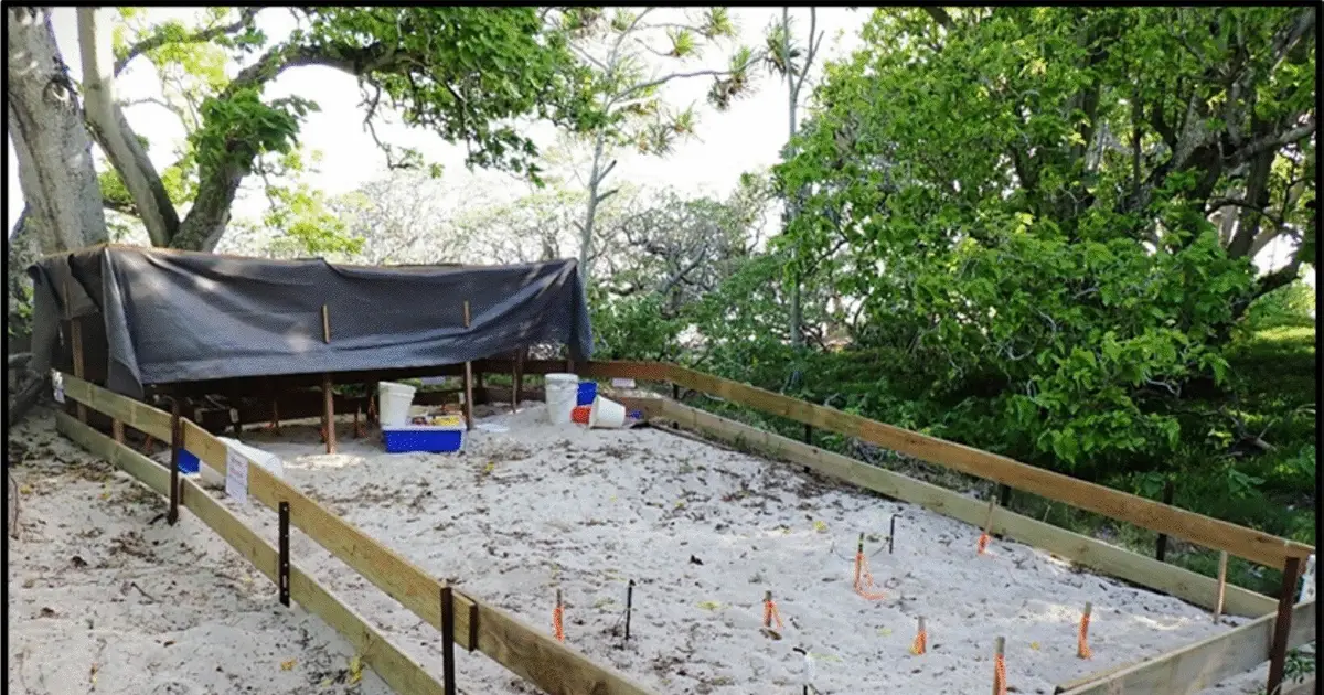 Moving turtle nests to save the eggs can have hidden consequences