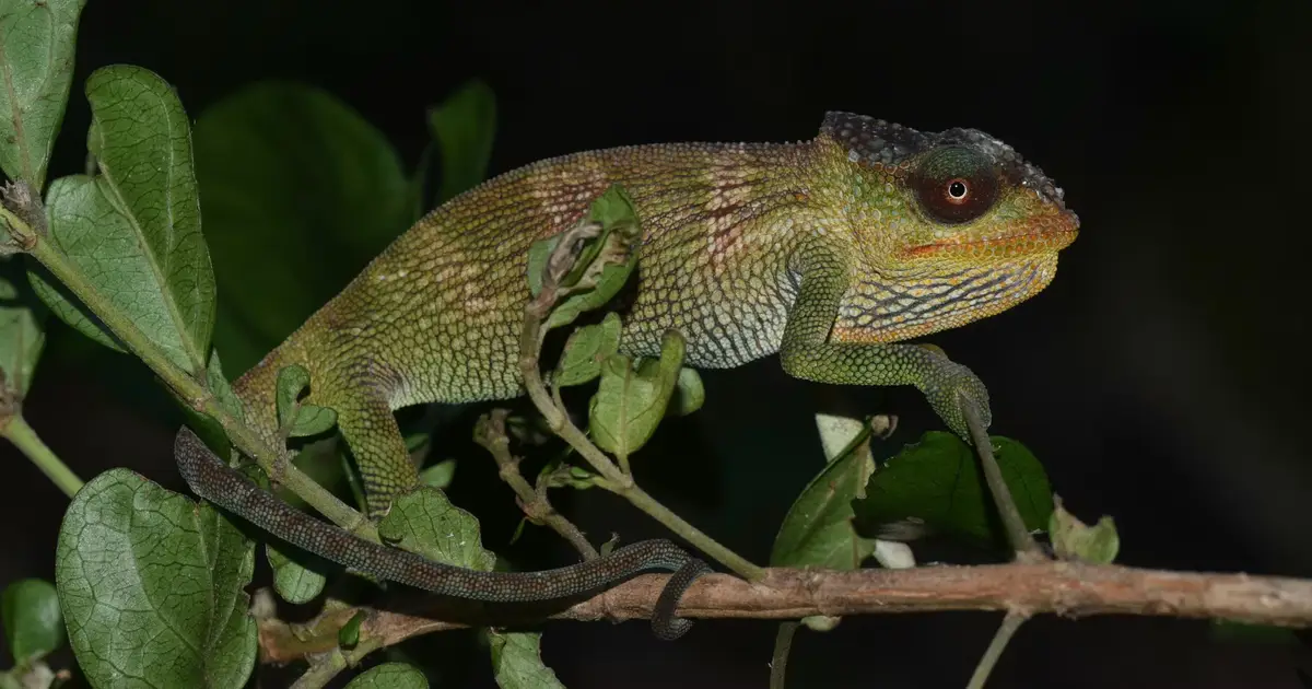 Mozambique 'sky island' expeditions found four new species of chameleon that are already at risk from forest loss