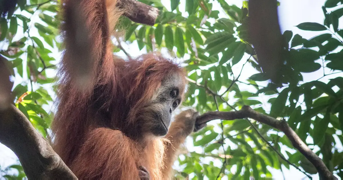 Multiple threats endanger the world's rarest great ape, a new study on the Tapanuli orangutan reveals