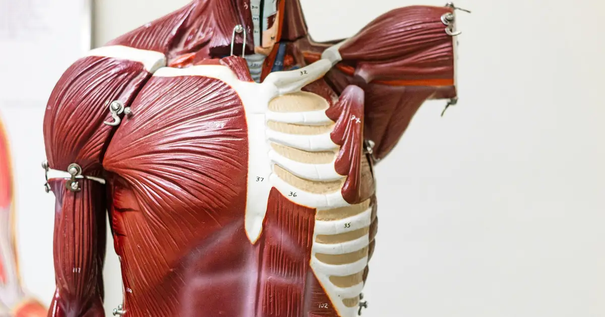 How calcium channels in muscle cells open together