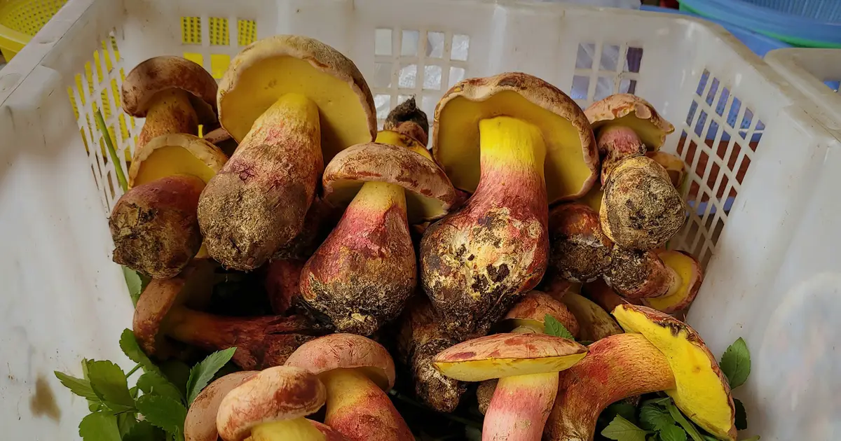 Q&A: Mushroom behind 'tiny people' hallucinations identified