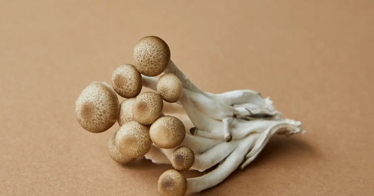 Mushroom-derived peptides boost saltiness by up to 70%, offering a path to low-sodium foods