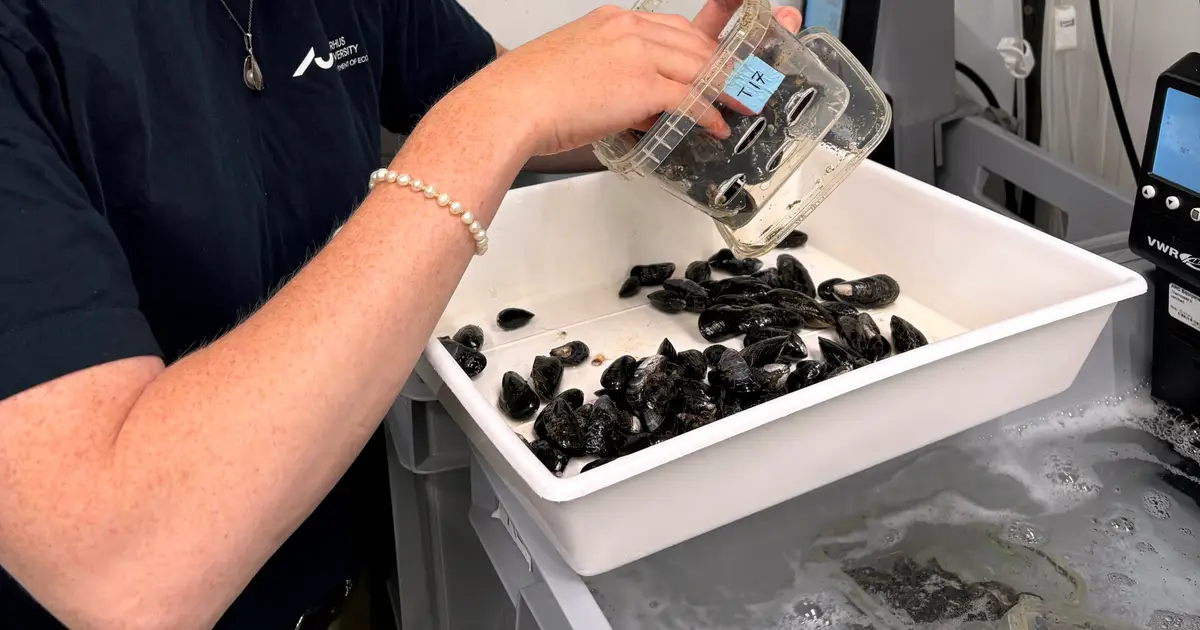 'Ecology of fear' can dramatically change the behavior of blue mussels