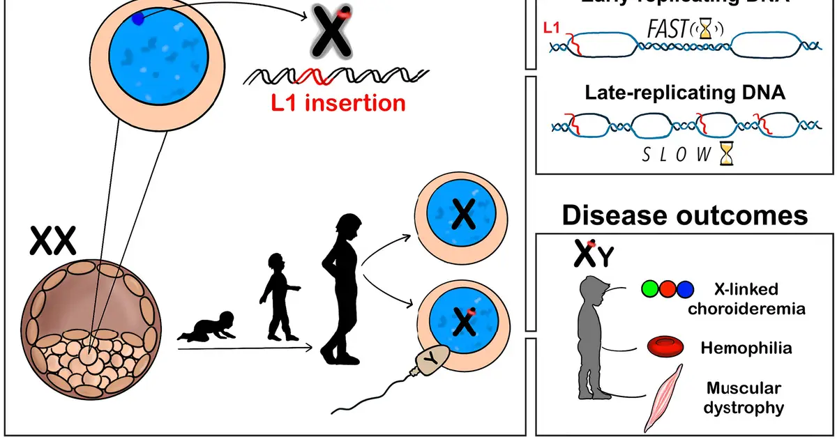 X-chromosome inactivation attracts mutations that increase risk of hemophilia and muscular dystrophy