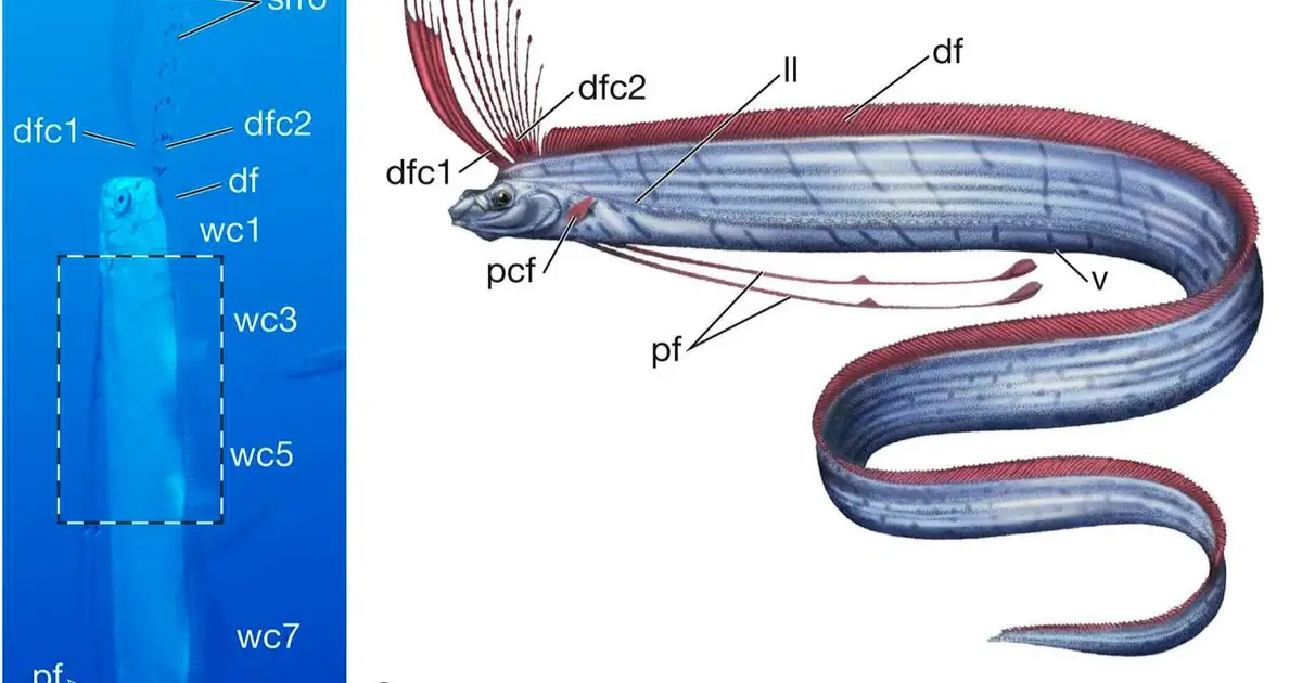 Mysterious oarfish's fins inspire large underwater robot design