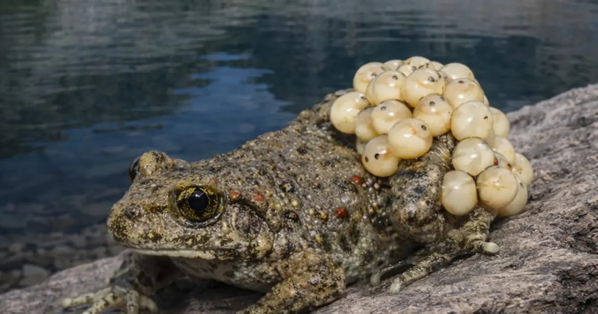 Mystery of why some toads survive deadly fungus revealed