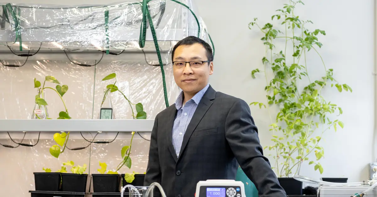 Nanobubbles for algae cleanup: Q&A with researcher Wen Zhang