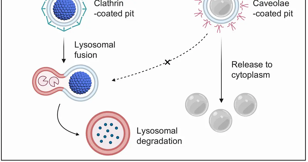Nanoparticles could remove harmful immune molecules from blood