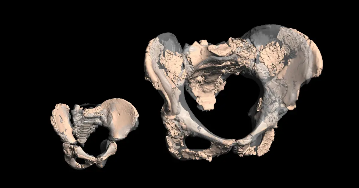 Neanderthal hips challenge long-standing hypothesis of a trade-off between childbirth and bipedal walking