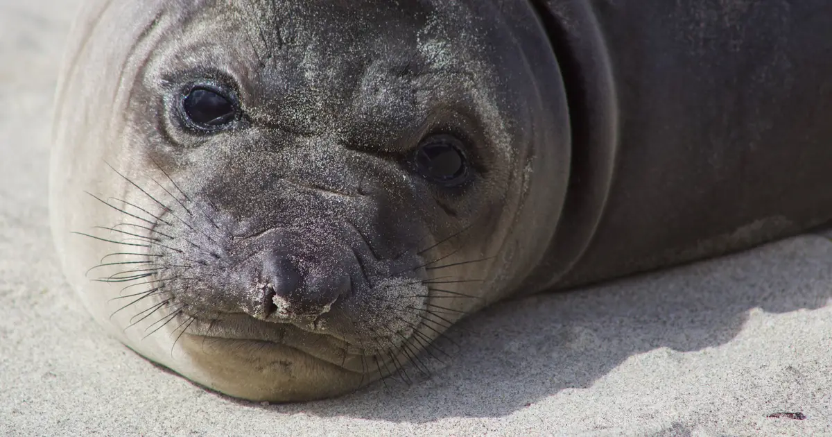 Neil the seal is more than a viral animal. He's become a global folk hero