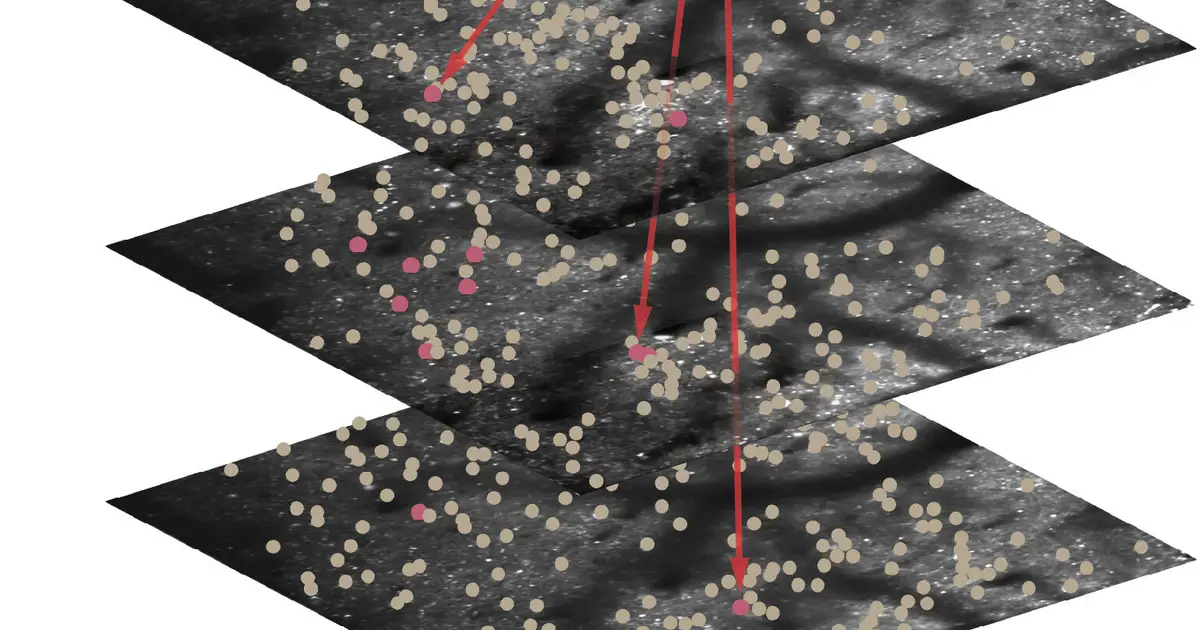Neurobiologists trigger learned movements by activating just 20 brain cells