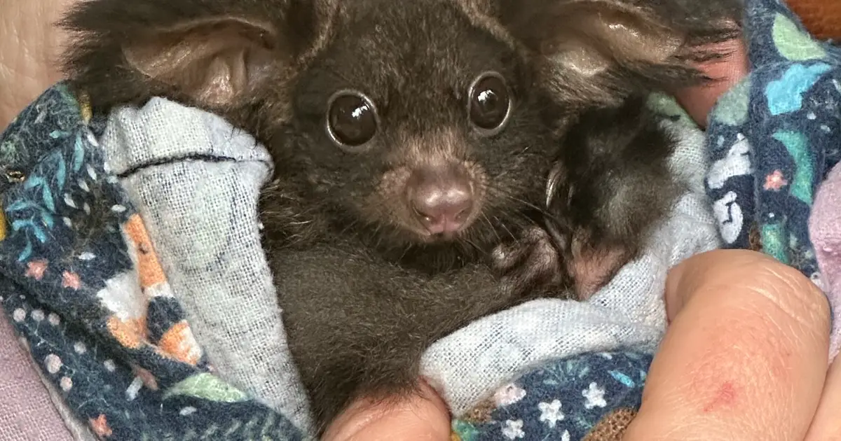 DNA testing of fecal samples reveals greater gliders eat wider variety of plants than previously thought