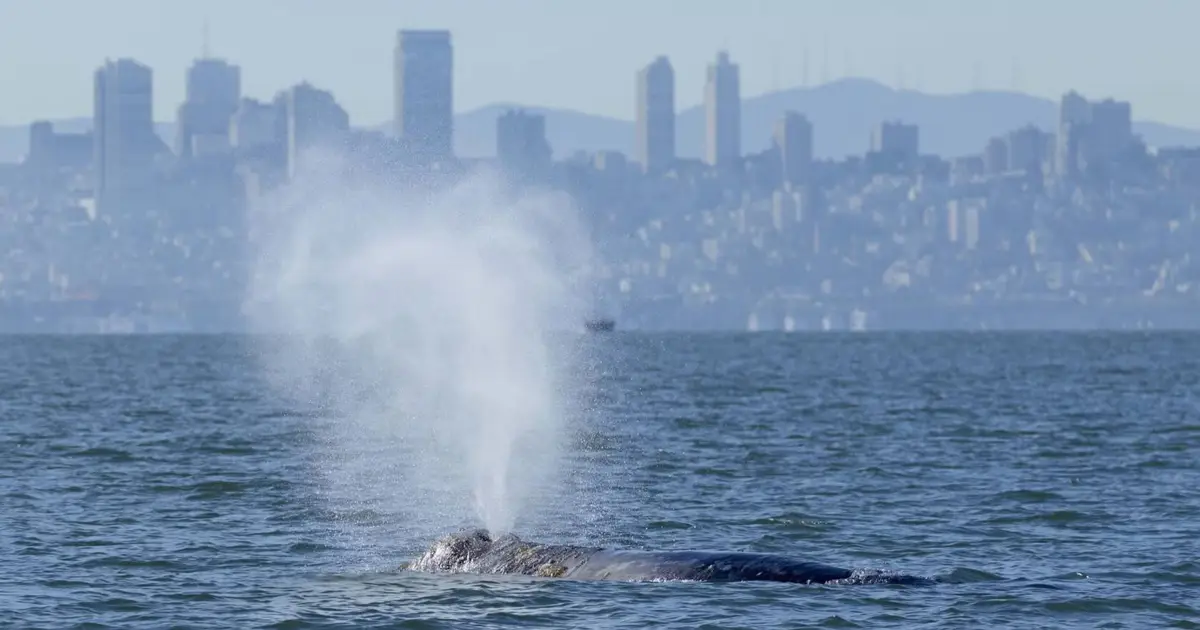 New AI system uses cameras and thermal sensors to steer ships clear of gray whales in the San Francisco Bay