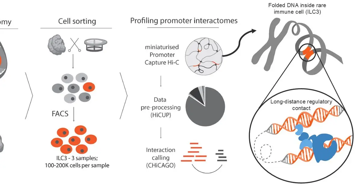 New approach opens rare immune cells to genetic risk research