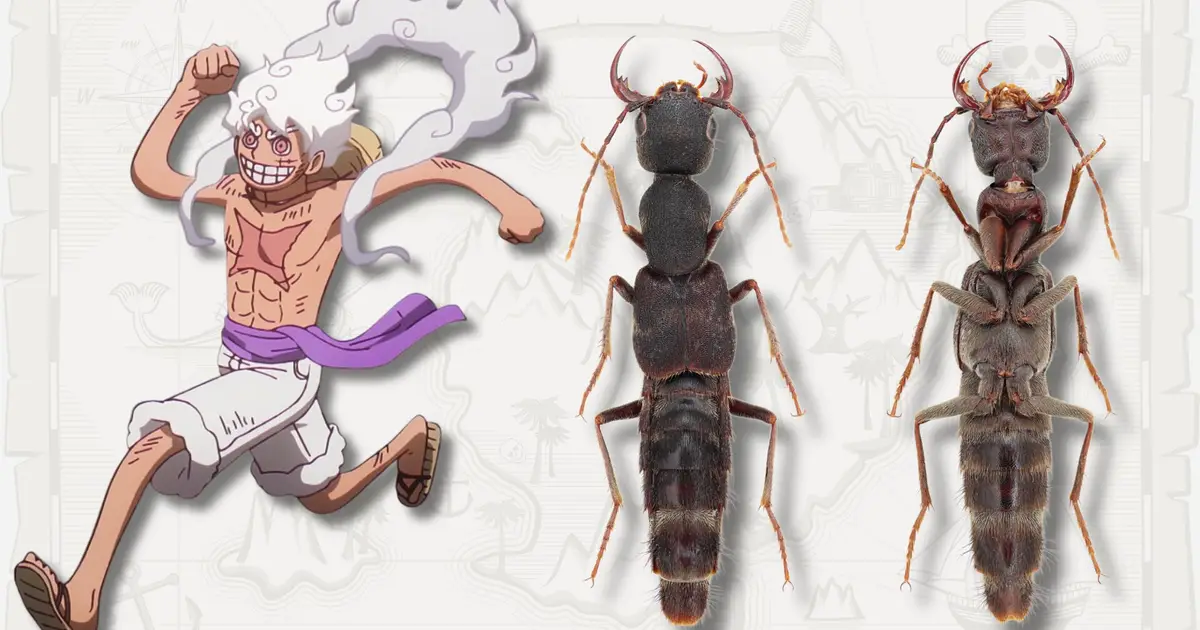 New beetle genus named after One Piece's Monkey D. Luffy, encompassing two new species