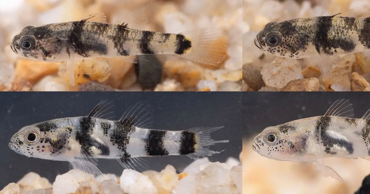 Bumblebee goby species discovered on China's Hengqin island is one of the smallest fishes in the world