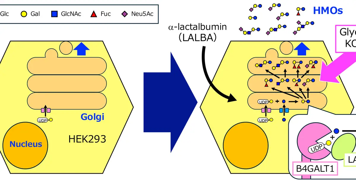 New cell-based method could expand human milk oligosaccharides available for infant formula