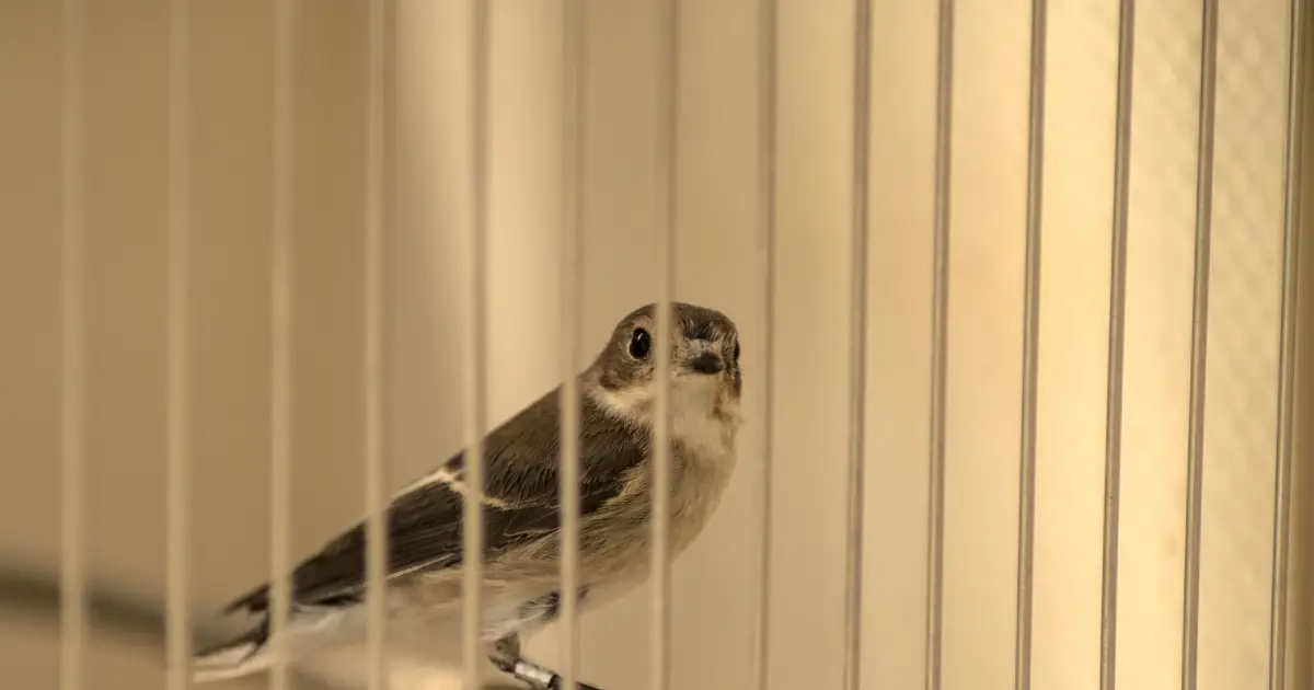 Pulsed radiofrequency magnetic fields may disorient migratory birds, experiments suggest
