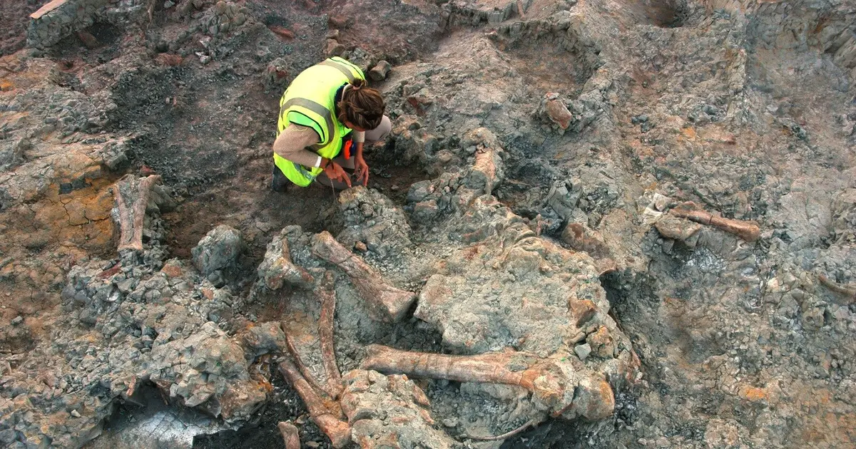 Beetle-like borings in 70-million-year-old titanosaur fossils reshape Lo Hueco fossil story