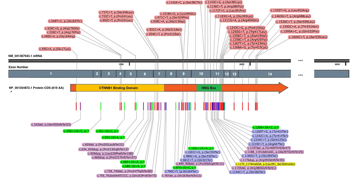 New findings shed light on rare newly identified TCF7L2-related neurodevelopmental disorder