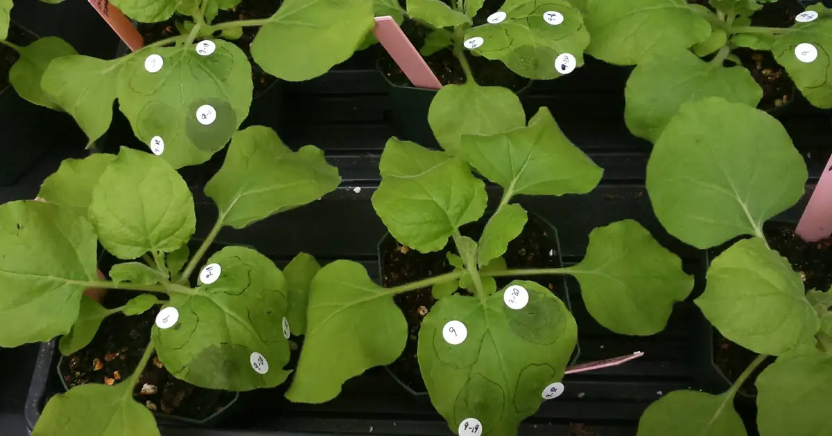 Leaf-based fluorescence test speeds search for plant gene-editing targets