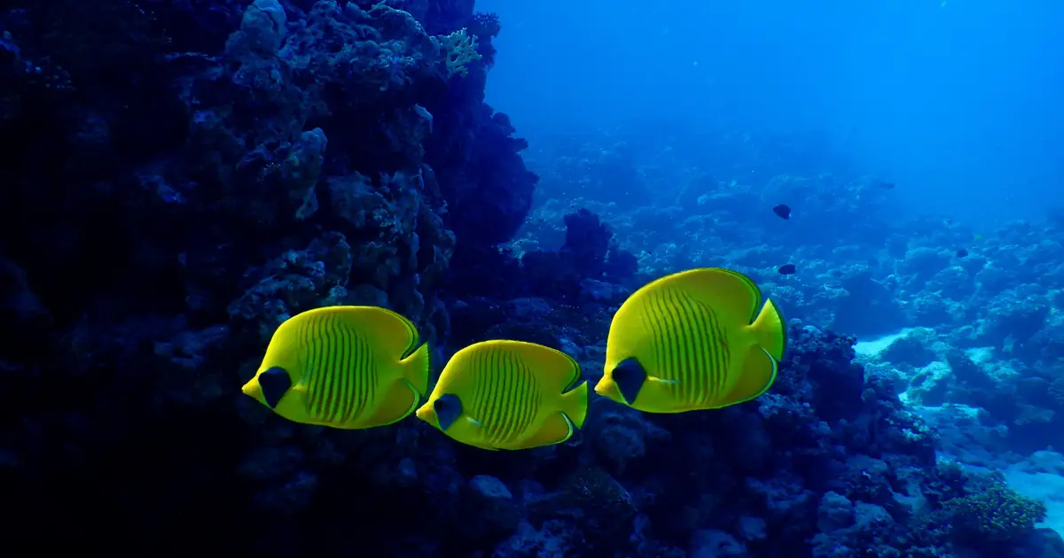 Local species trends may flag global extinction risk, global study finds