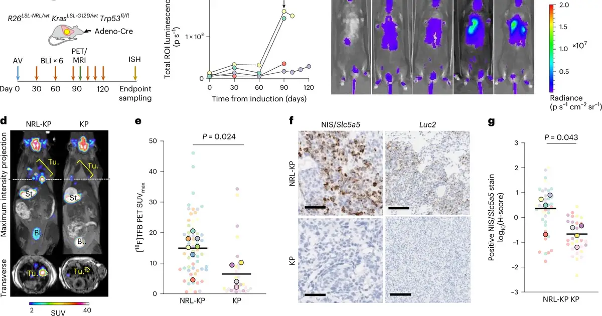 New imaging method tracks cancer from whole body to individual cells