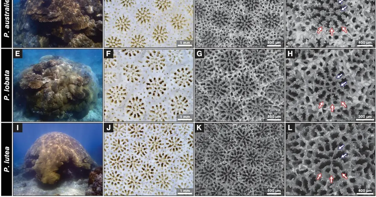Ningaloo Reef corals reveal early fall spawning window for two key species
