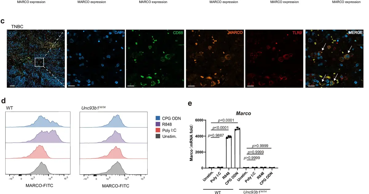 New mechanism may help predict and improve macrophage-targeted cancer immunotherapy