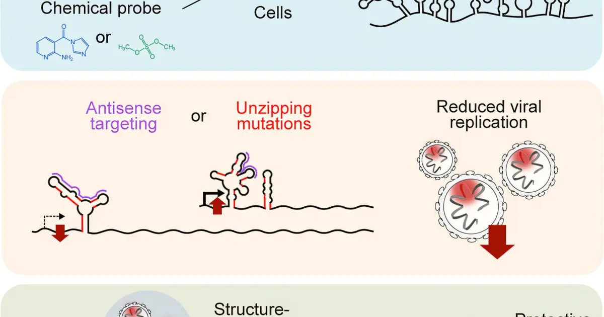 New norovirus vaccine approach may shape strategies for treating other RNA viruses as well
