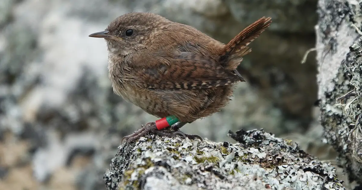 Scientists unlock evolution of gigantism in Scottish island wrens