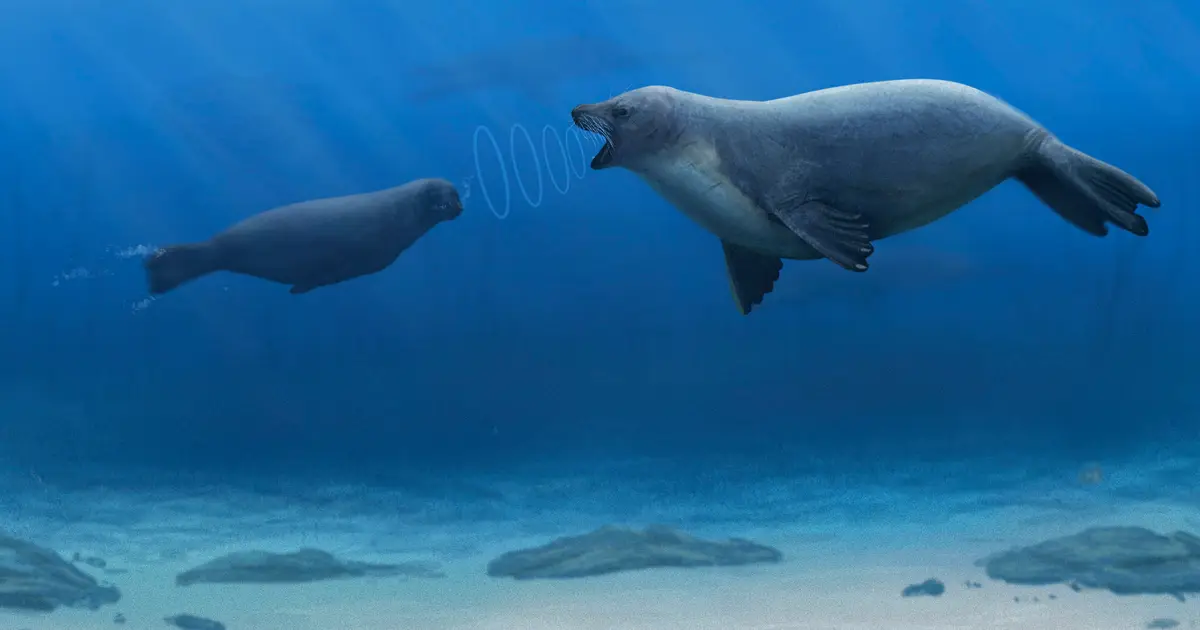 Seals filter sound through blood-filled tissue to hear underwater, study reveals