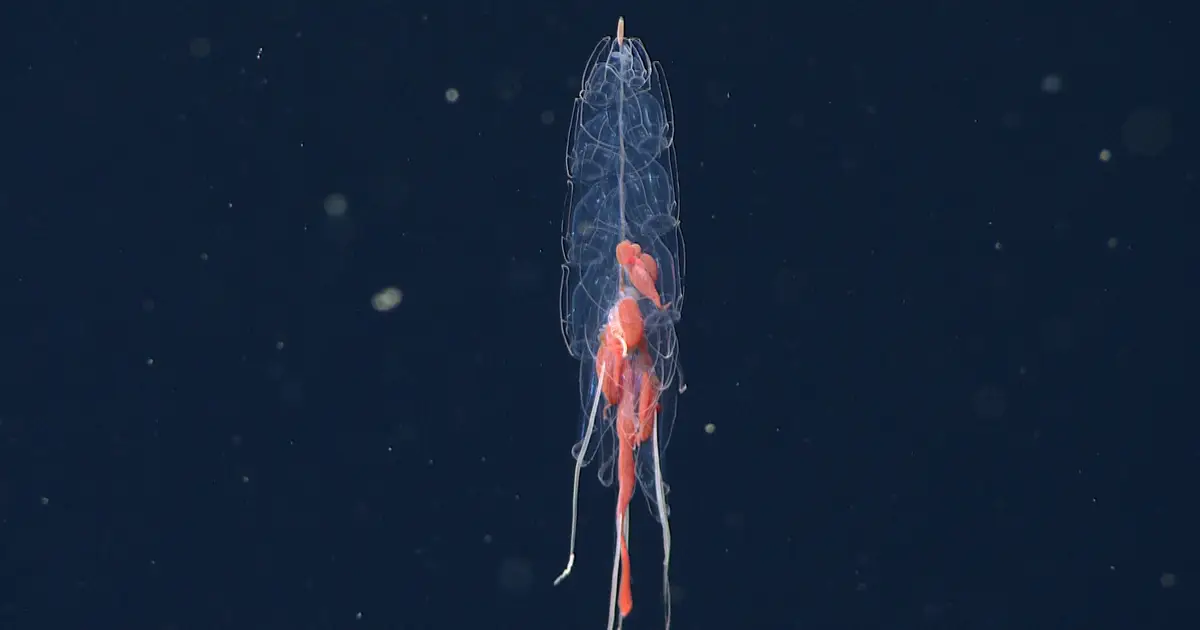 DNA and underwater footage reveal two new species of deep-sea siphonophores
