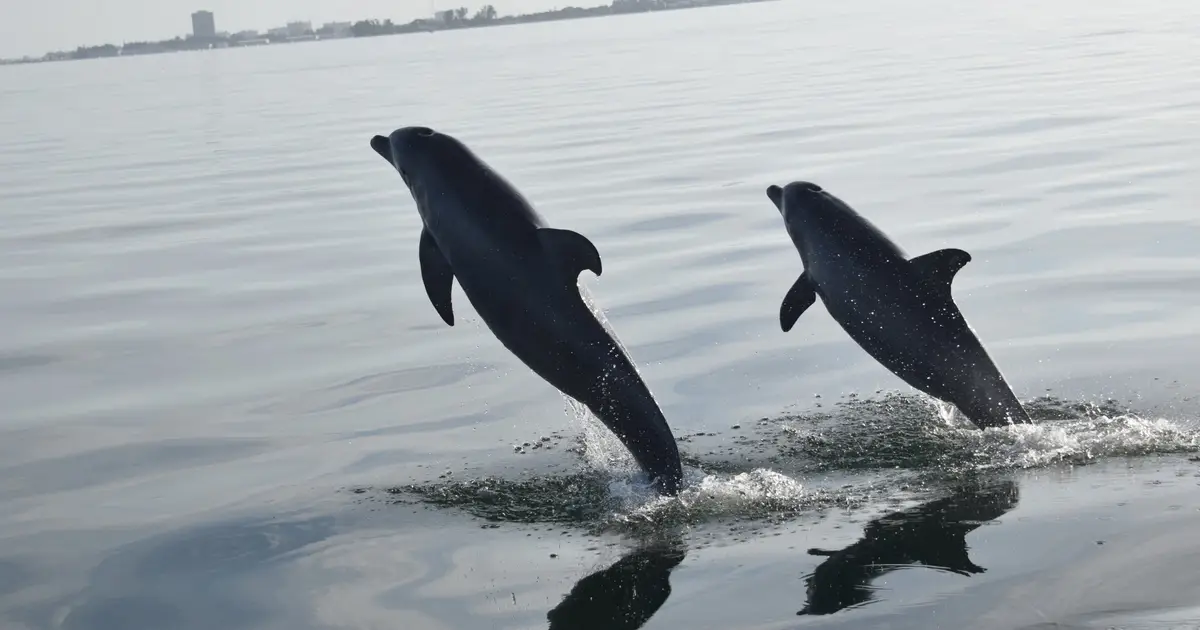 Human-linked foraging reshapes dolphin social networks in Florida over decades