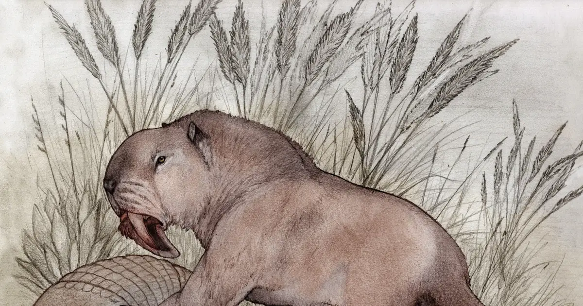 New saber-toothed predator from Argentina suggests its lineage survived longer than believed